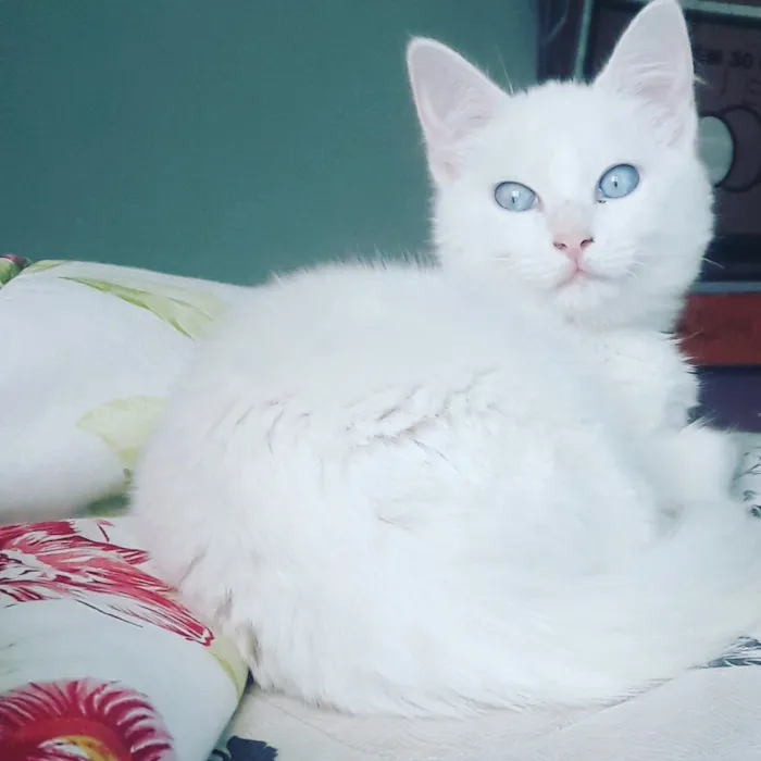 Gato ra a Angorá idade 7 a 11 meses nome Dory