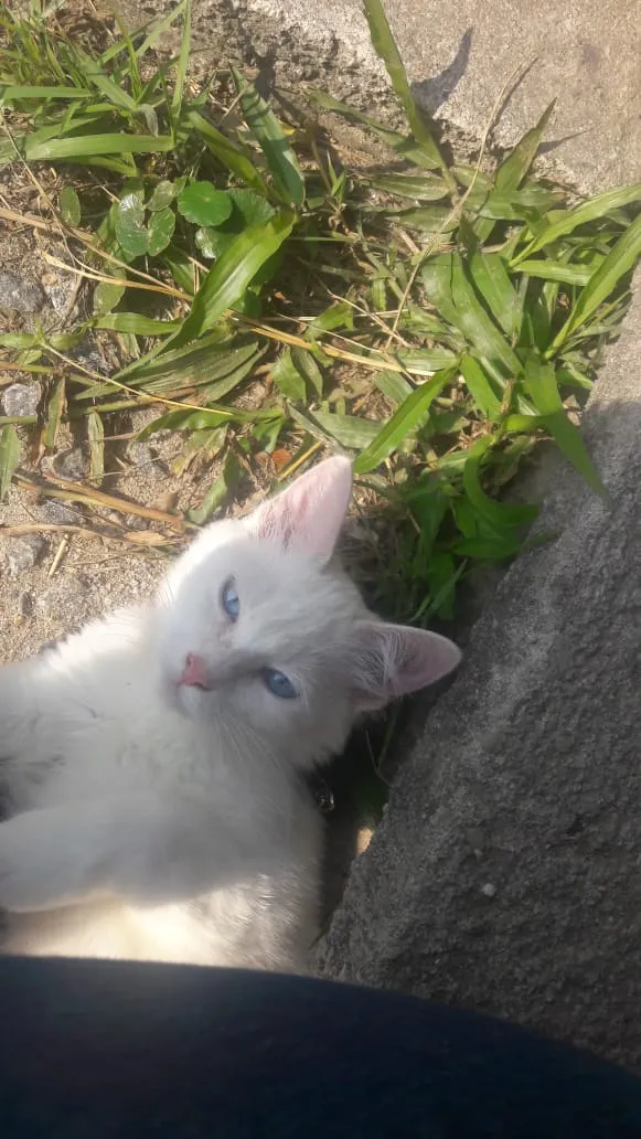Gato ra a Angorá idade 7 a 11 meses nome Dory