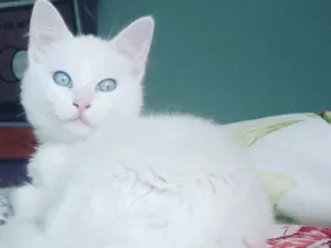 Gato raça Angorá idade 7 a 11 meses nome Dory