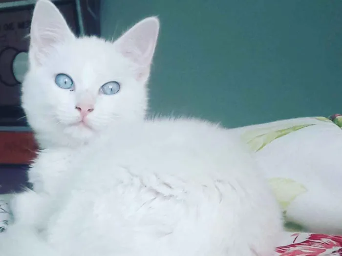 Gato ra a Angorá idade 7 a 11 meses nome Dory