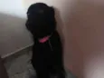 Nao posui