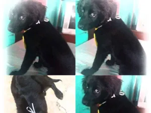 Cachorro raça Mestiço  idade 2 a 6 meses nome Nao tem