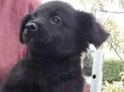 Cachorro raça SRD idade 2 a 6 meses nome Freddy