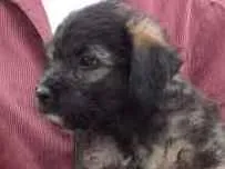 Cachorro raça SRD idade 2 a 6 meses nome Melissa