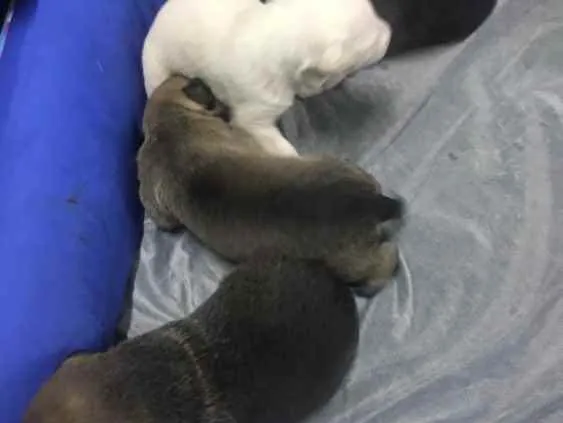 Cachorro ra a srd idade 2 a 6 meses nome sem nome