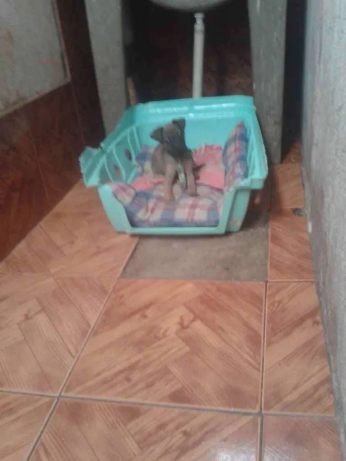 Cachorro ra a pinther com vira lata idade 2 a 6 meses nome Bebê