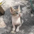 AMORA