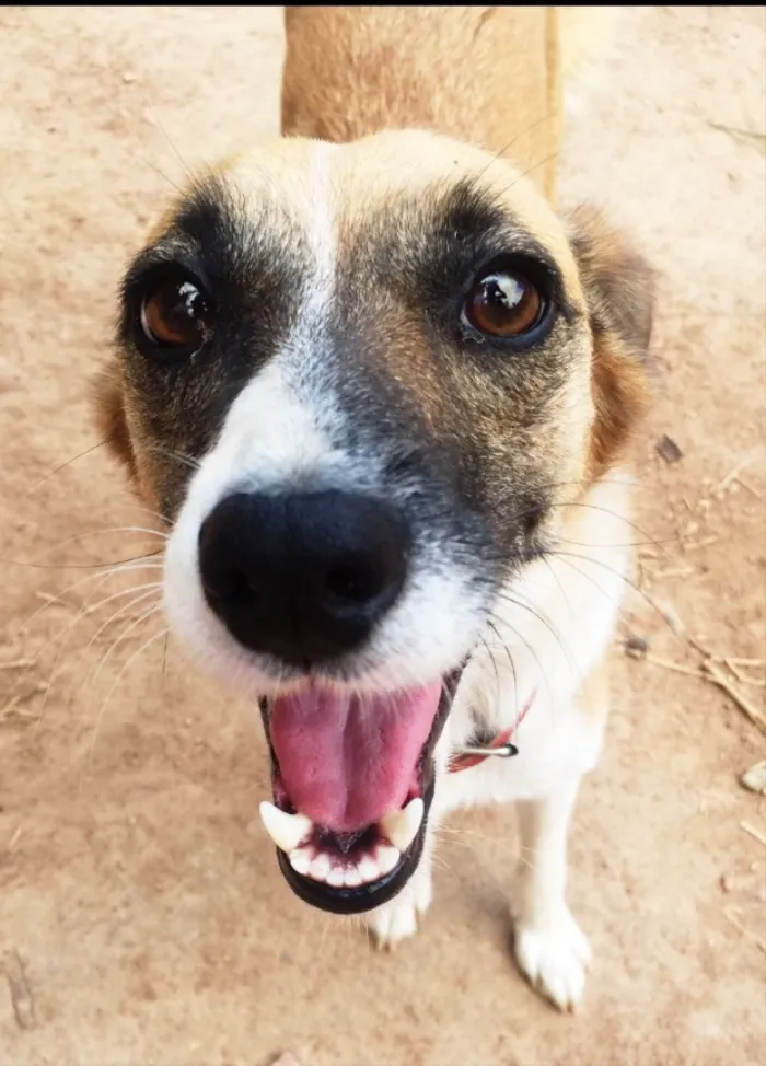 Cachorro ra a SRD idade 3 anos nome Lulu