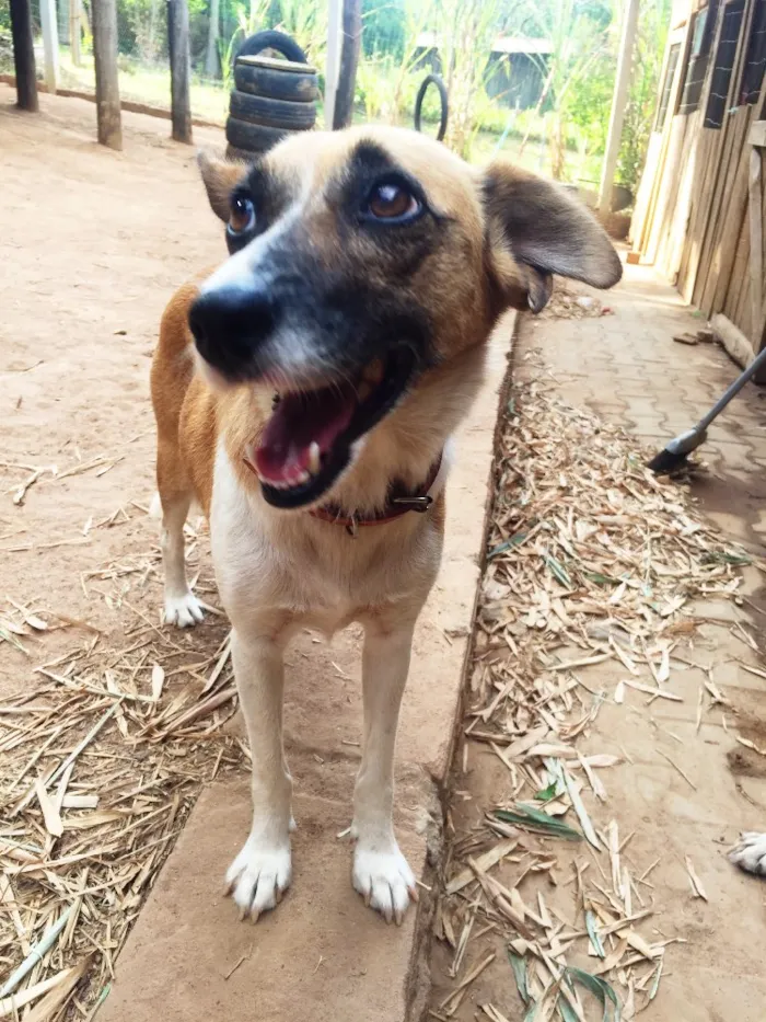 Cachorro ra a SRD idade 3 anos nome Lulu