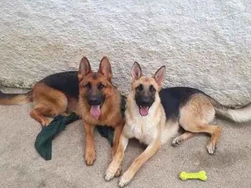 Cachorro raça Pastor Alemão  idade 1 ano nome Thor e Arya