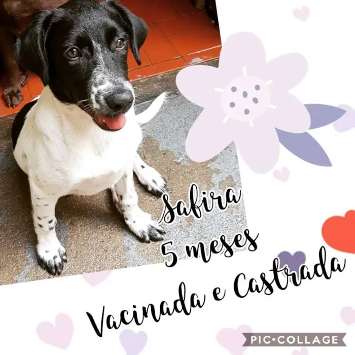 Cachorro ra a SRD  idade 2 a 6 meses nome Safira