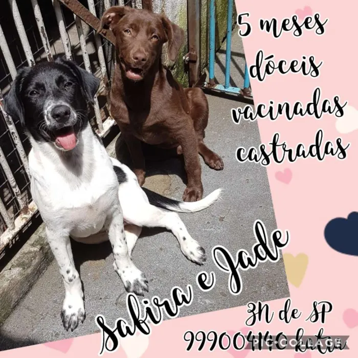 Cachorro ra a SRD  idade 2 a 6 meses nome Safira