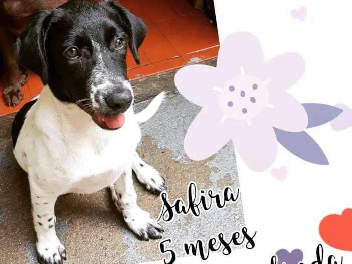Cachorro ra a SRD  idade 2 a 6 meses nome Safira