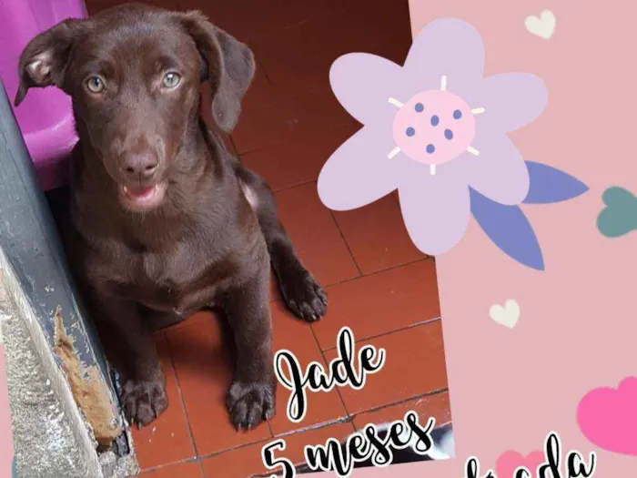 Cachorro ra a SRD  idade 2 a 6 meses nome Jade