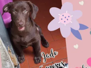 Cachorro raça SRD  idade 2 a 6 meses nome Jade