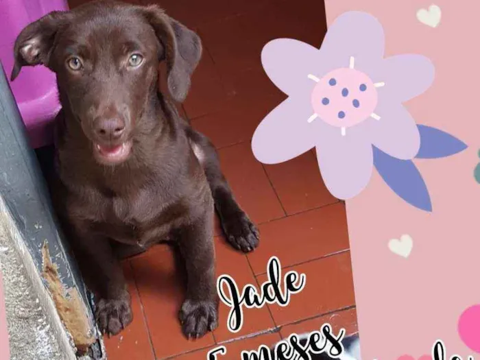 Cachorro ra a SRD  idade 2 a 6 meses nome Jade