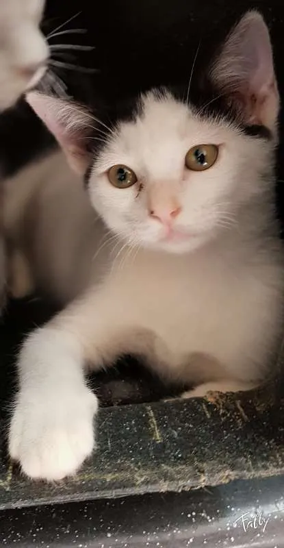 Gato ra a SRD idade 2 a 6 meses nome CRISTAL