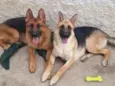 Thor e Arya