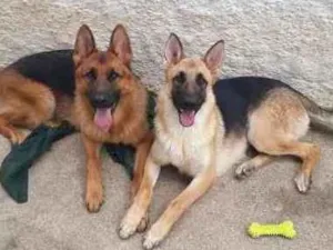 Cachorro raça Pastor Alemão  idade 1 ano nome Thor e Arya
