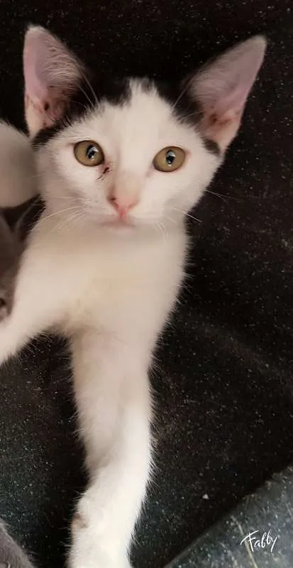 Gato ra a SRD idade 2 a 6 meses nome CRISTAL