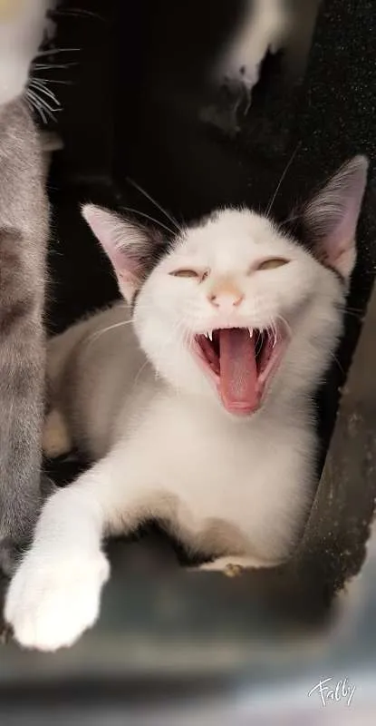 Gato ra a SRD idade 2 a 6 meses nome CRISTAL