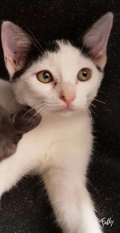 Gato ra a SRD idade 2 a 6 meses nome CRISTAL