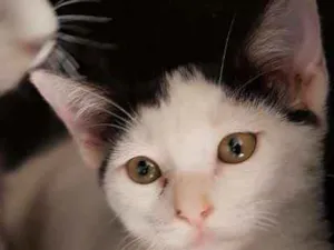 Gato raça SRD idade 2 a 6 meses nome CRISTAL