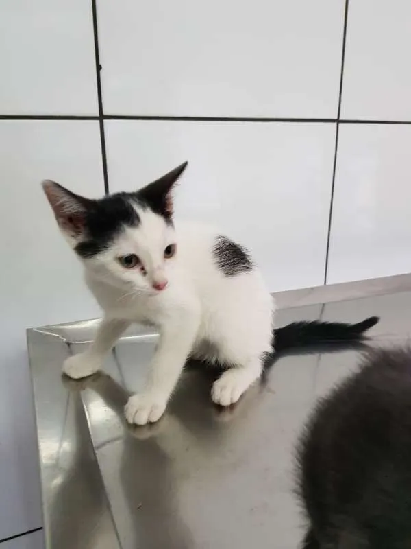 Gato ra a SRD idade 2 a 6 meses nome CRISTAL