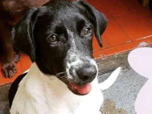 Cachorro raça SRD  idade 2 a 6 meses nome Safira