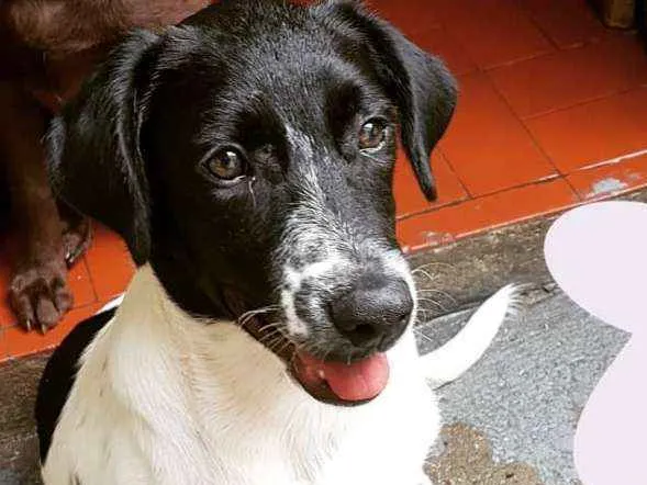 Cachorro ra a SRD  idade 2 a 6 meses nome Safira