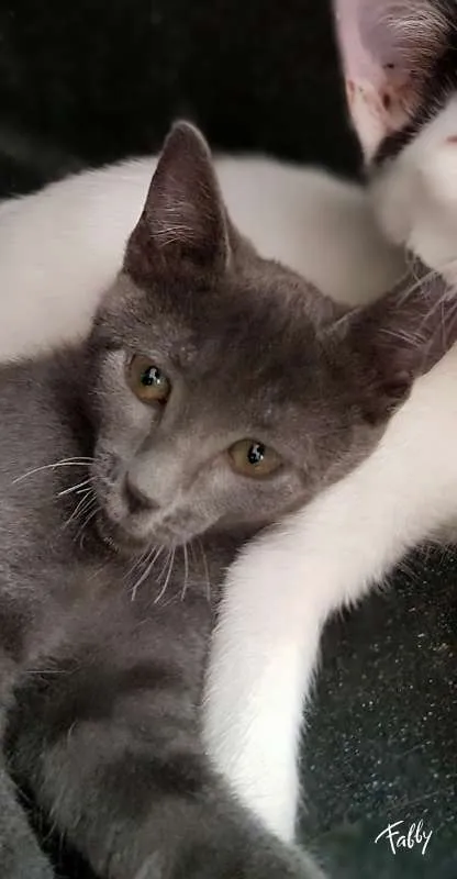 Gato ra a SRD idade 2 a 6 meses nome LUNA