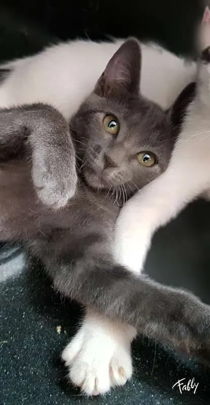 Gato ra a SRD idade 2 a 6 meses nome LUNA