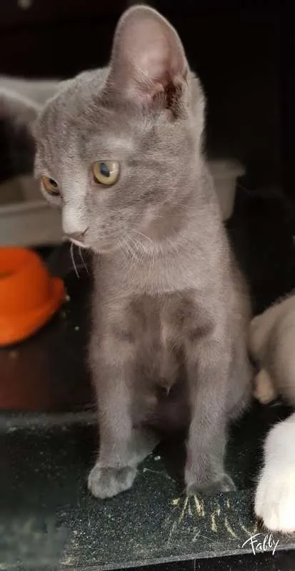 Gato ra a SRD idade 2 a 6 meses nome LUNA