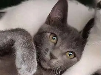 Gato ra a SRD idade 2 a 6 meses nome LUNA