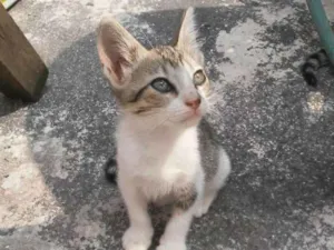 Gato raça mix idade 2 a 6 meses nome AMORA