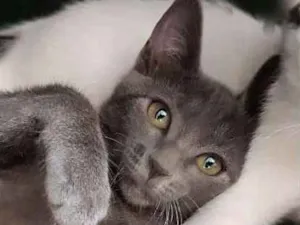 Gato raça SRD idade 2 a 6 meses nome LUNA