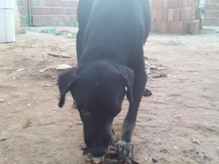 Cachorro ra a Vira lata idade 4 anos nome Marley