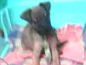 Cachorro raça pinther com vira lata idade 2 a 6 meses nome Bebê