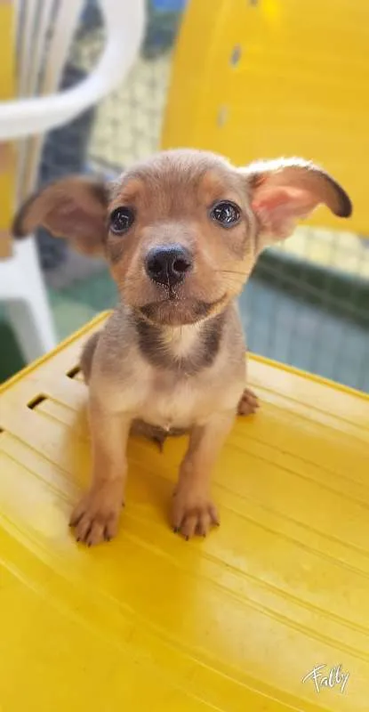 Cachorro ra a SRD idade 2 a 6 meses nome RUIVINHO