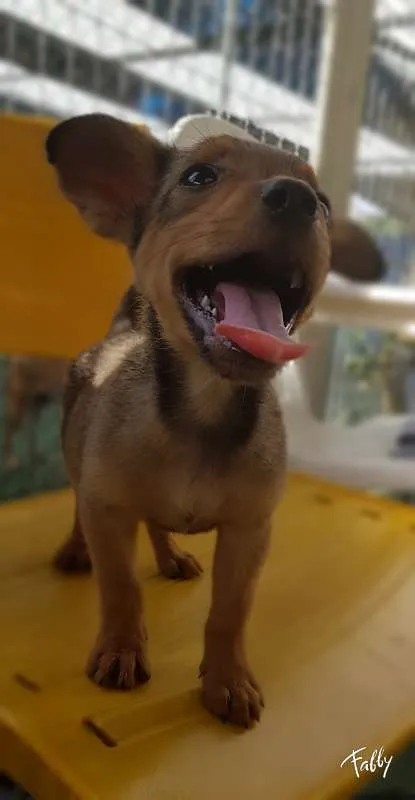 Cachorro ra a SRD idade 2 a 6 meses nome RUIVINHO