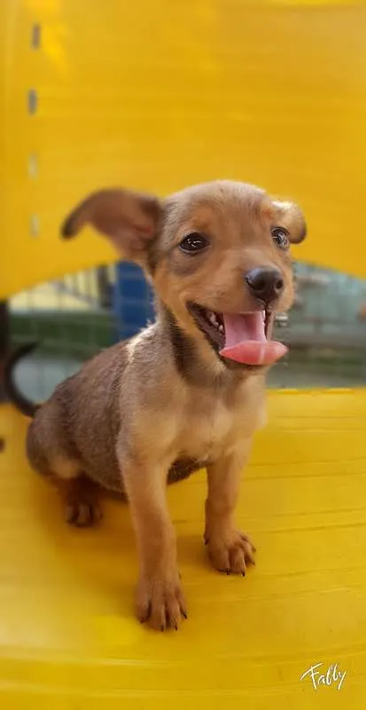 Cachorro ra a SRD idade 2 a 6 meses nome RUIVINHO
