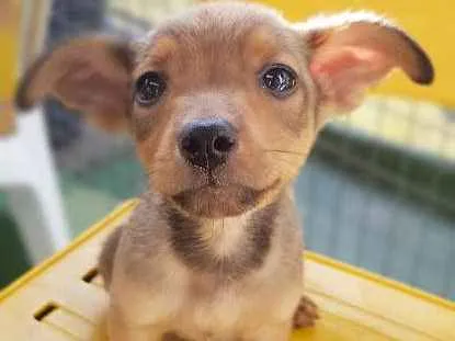 Cachorro ra a SRD idade 2 a 6 meses nome RUIVINHO