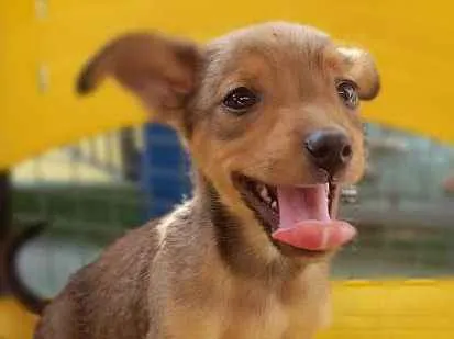 Cachorro ra a SRD idade 2 a 6 meses nome RUIVINHO