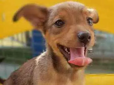 Cachorro ra a SRD idade 2 a 6 meses nome RUIVINHO