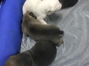 Cachorro raça srd idade 2 a 6 meses nome sem nome
