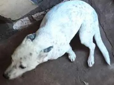 Cachorro ra a Vira lata idade 3 anos nome Princesa