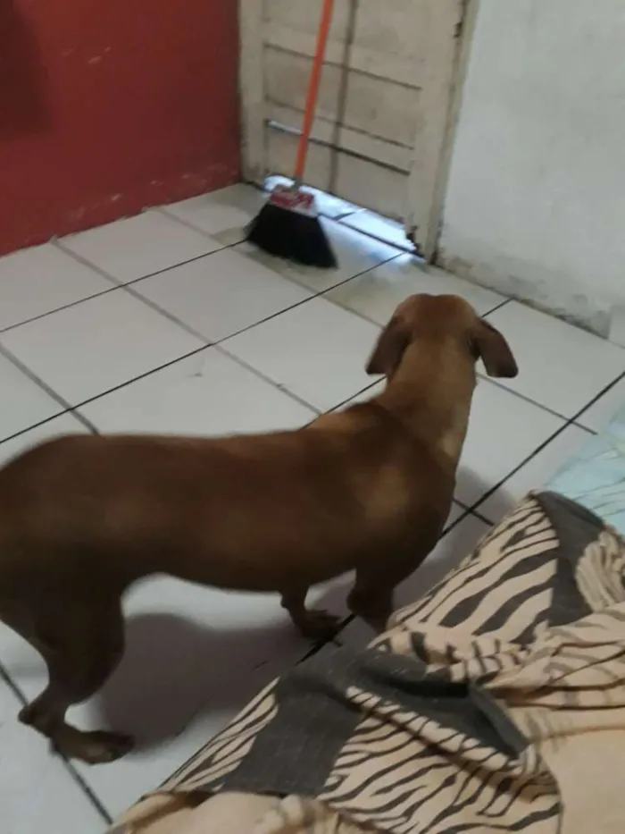 Cachorro ra a Mestiça  idade 1 ano nome Flor