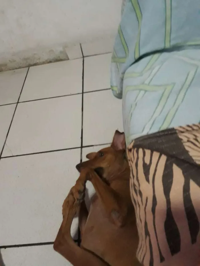 Cachorro ra a Mestiça  idade 1 ano nome Flor