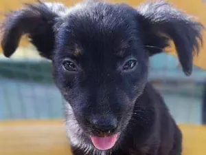 Cachorro raça srd idade Abaixo de 2 meses nome Ursinha