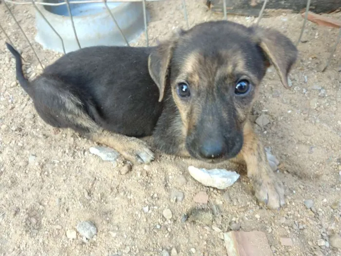 Cachorro ra a Pastor alemão com vira lata idade 2 a 6 meses nome Sem nome